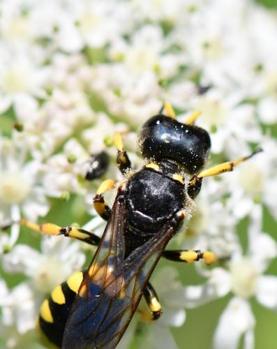 Réf. 286 308 : Ectemnius fossorius